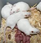 mouse