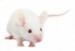 laboratorní myš